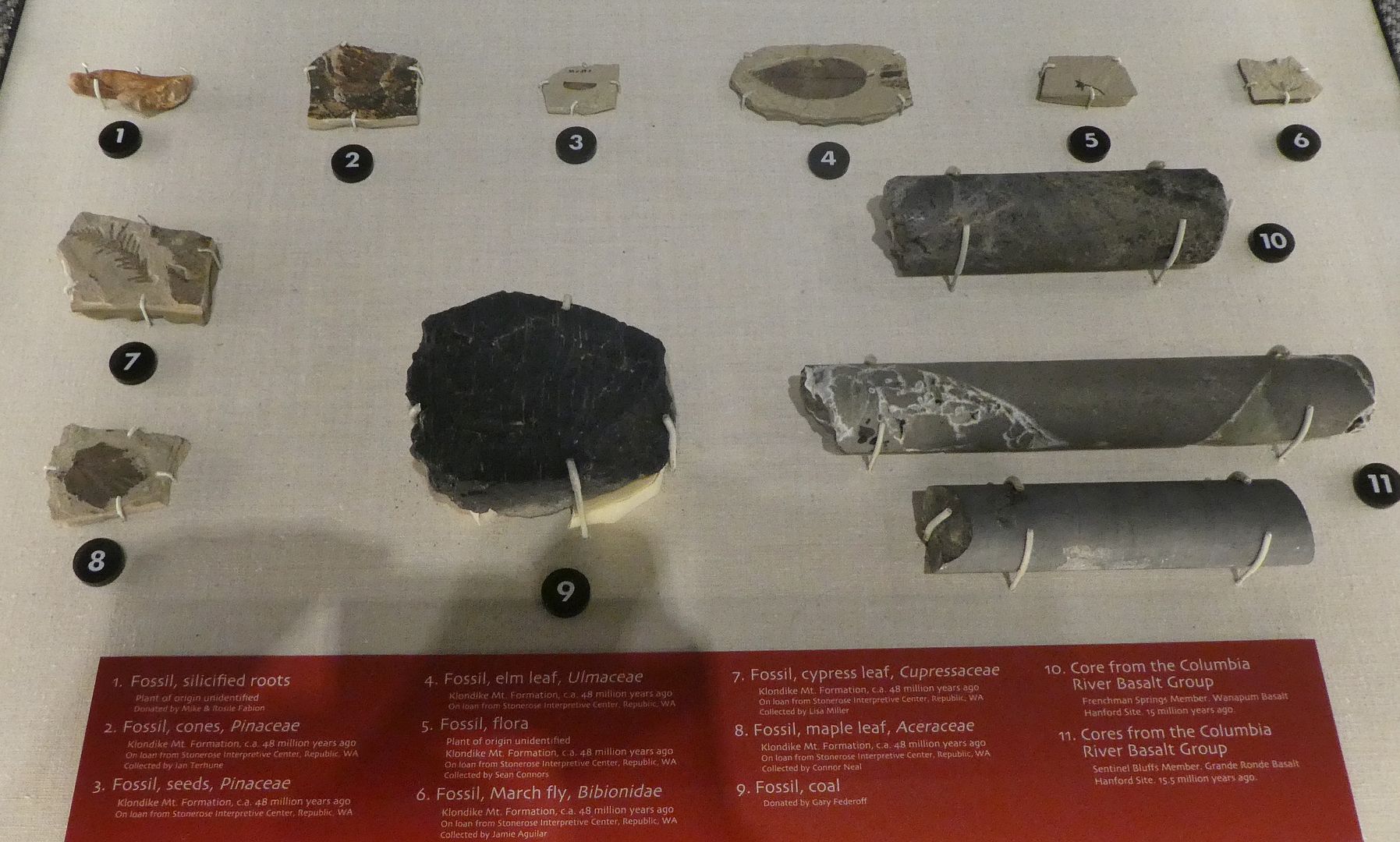 fossils in museums
